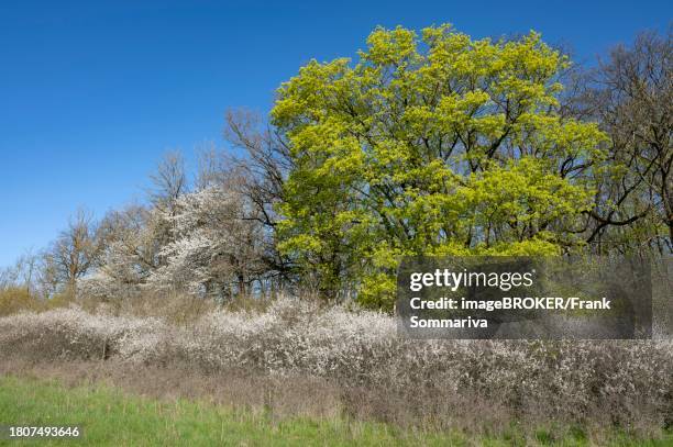 forest edge, norway maple (acer platanoides) and blackthorn (prunus spinosa), flowering, thuringia, germany - flowering maple tree stock pictures, royalty-free photos & images