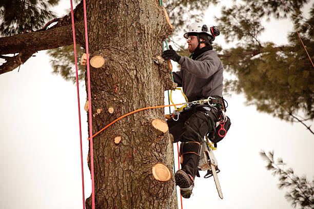 Man trimming the limbs off of a tree while being attached to a harness.