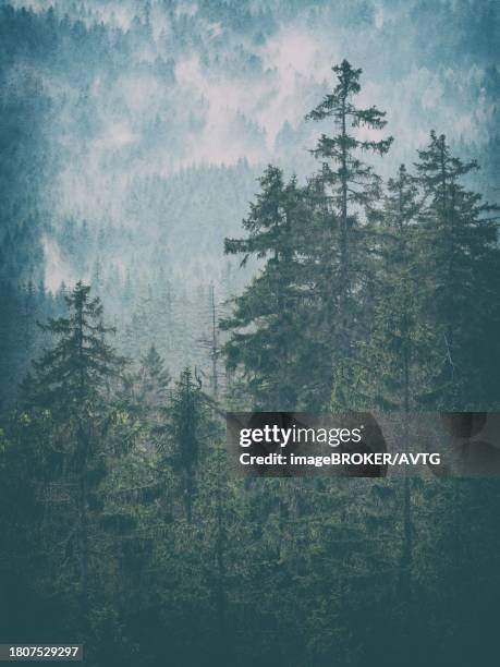 natural spruce forest with morning mist, fichtelgebirge, bavaria, germany - fichtelgebirge stock-fotos und bilder