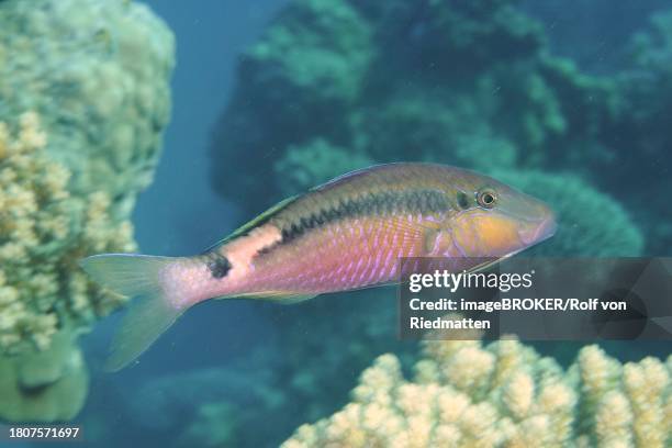short-stripe mullet (parupeneus macronema), mullet, dive site house reef, mangrove bay, el quesir, red sea, egypt - parupeneus stock pictures, royalty-free photos & images