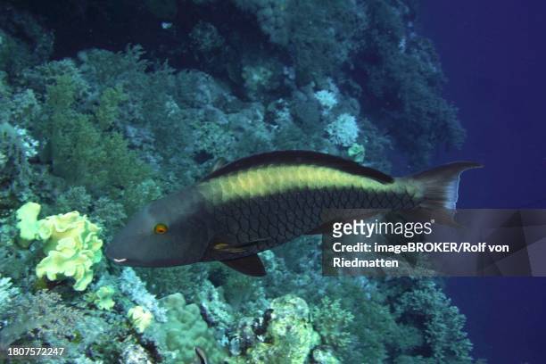 bicolour parrotfish (cetoscarus bicolor), daedalus reef dive site, egypt, red sea - bicolour parrotfish stock pictures, royalty-free photos & images