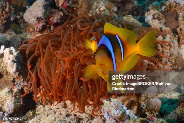 red sea clownfish (amphiprion bicinctus) in front of its fluorescent bubble-tip anemone (entacmaea quadricolor), dive site house reef, mangrove bay, el quesir, red sea, egypt - entacmaea stock pictures, royalty-free photos & images