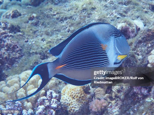 red sea clown surgeon (acanthurus sohal), dive site house reef, mangrove bay, el quesir, red sea, egypt - acanthurus sohal stock pictures, royalty-free photos & images
