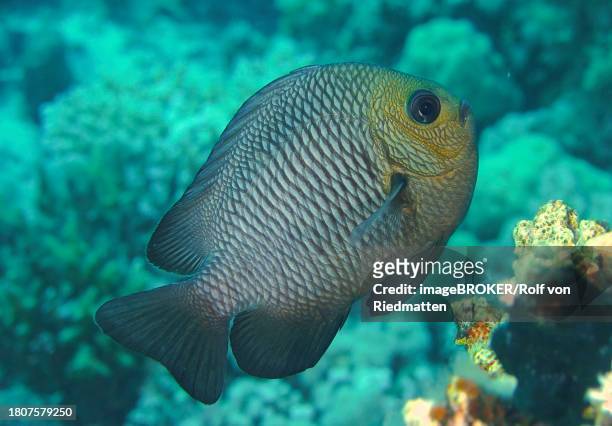 three-spotted prussian wrasse (dascyllus trimaculatus), dive site house reef, mangrove bay, el quesir, red sea, egypt - spotted wrasse stock pictures, royalty-free photos & images