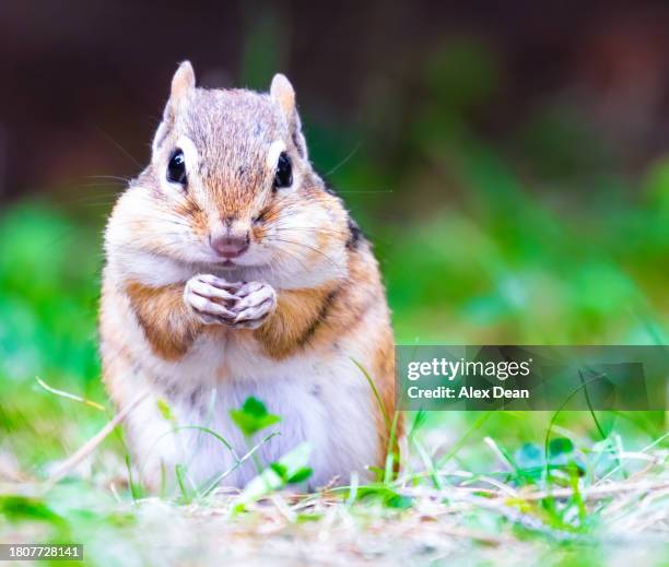 chipmunk looking at you. - chipmunk stock pictures, royalty-free photos & images