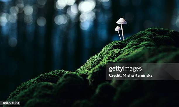 toadstool - giftsvamp bildbanksfoton och bilder