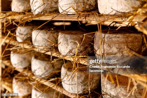 aged cheese wheels in a cave - cheddar ost bildbanksfoton och bilder