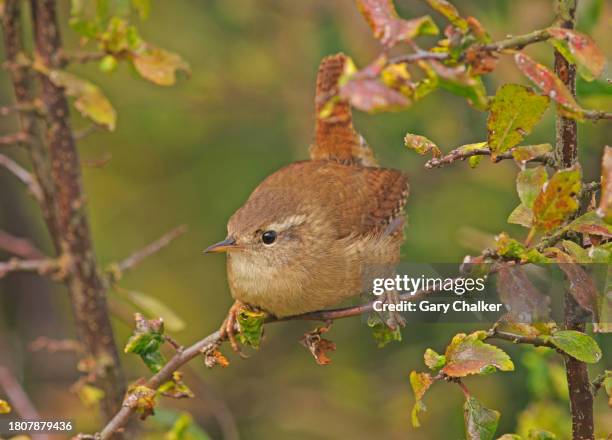 Wren Troglodytes Troglodytes, Stock-Foto