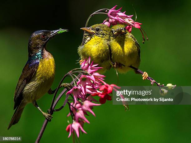 kolibri - kolibri fotografías e imágenes de stock