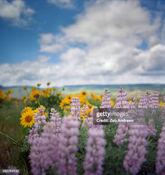 Spring Flowers Patch 124 Sunflower Patch Stock Photos, High-Res Pictures, and Images - Getty ...