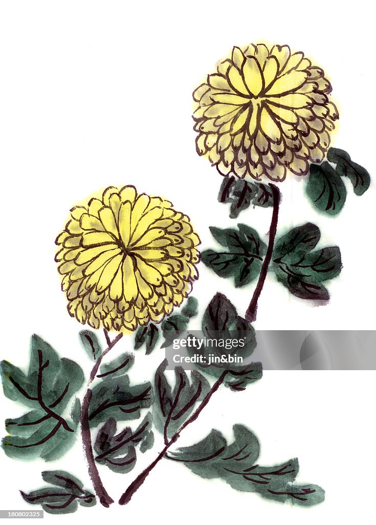 Chrysanthemum