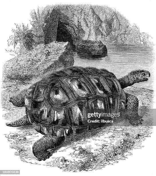 ilustrações de stock, clip art, desenhos animados e ícones de antiguidade ilustração de tartaruga gigante - tartaruga gigante