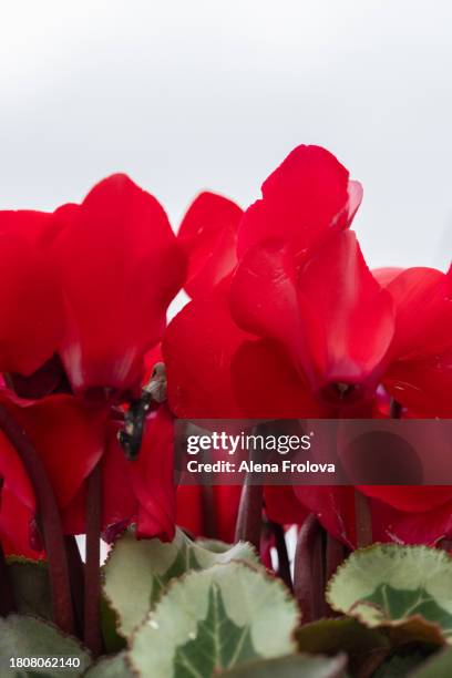 red flowers - begoniaceae stock pictures, royalty-free photos & images