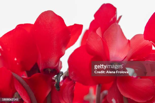 red flowers - begónia tuberhybrida imagens e fotografias de stock