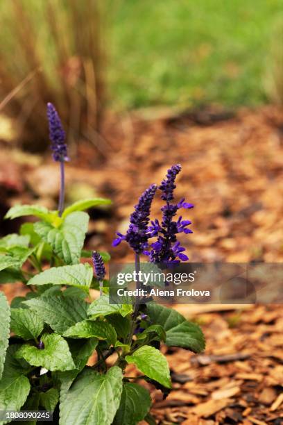 purple flowers - begónia tuberhybrida imagens e fotografias de stock