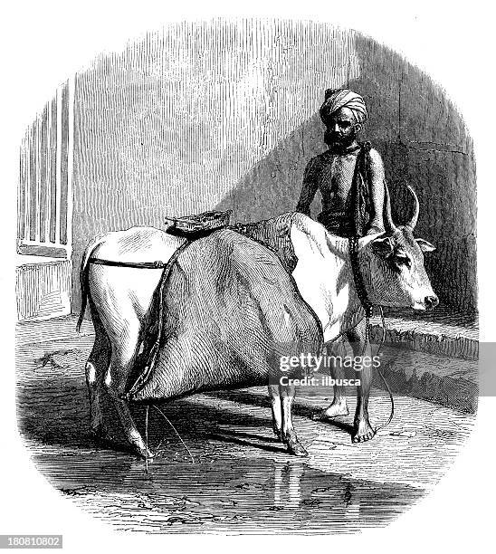 antique illustration of indian man with cattle - cow art stock illustrations