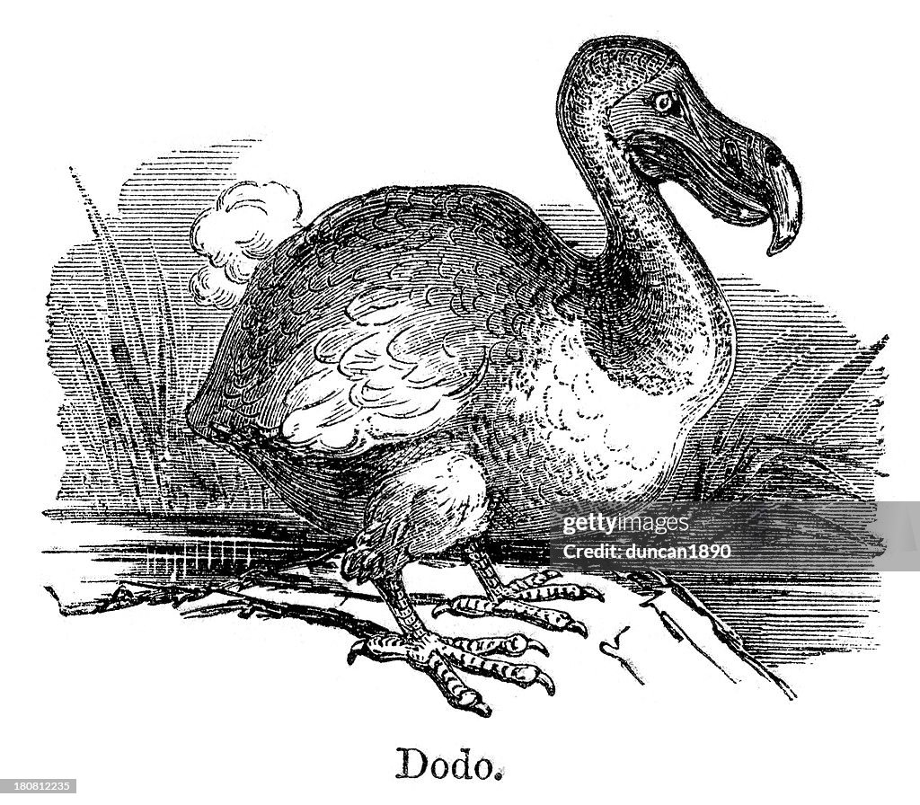 Dodo