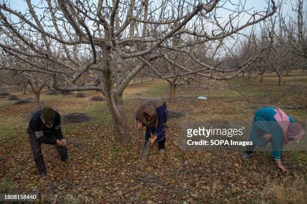 Kashmiri farmers seen collecting cut branches of an apple tree at an orchard on a cold autumn day in the outskirts of Srinagar city. Pruning is an...