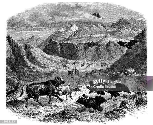 bildbanksillustrationer, clip art samt tecknat material och ikoner med antique illustration of condors attacking cow - cow illustration