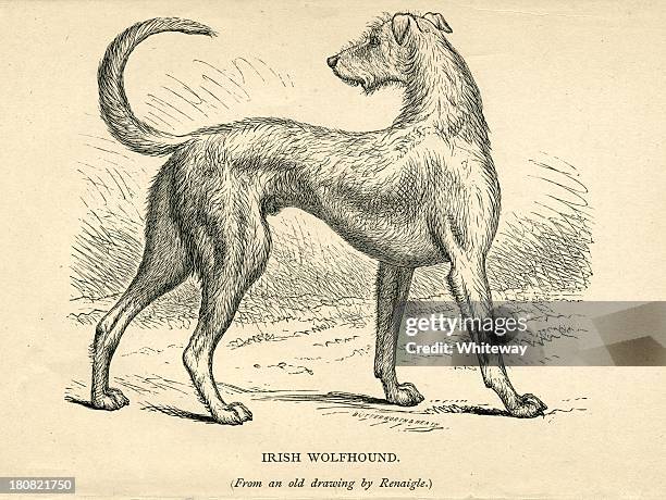 irischer wolfshund 19. jahrhundert hund gravur - irischer wolfshund stock-grafiken, -clipart, -cartoons und -symbole