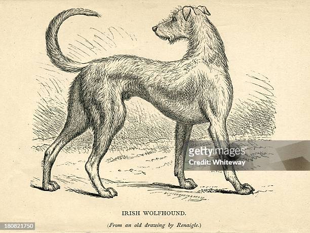 bildbanksillustrationer, clip art samt tecknat material och ikoner med irish wolfhound 19th century dog engraving - irish wolfhound