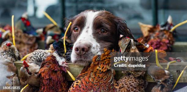 job well done... - pheasant hunting stock pictures, royalty-free photos & images