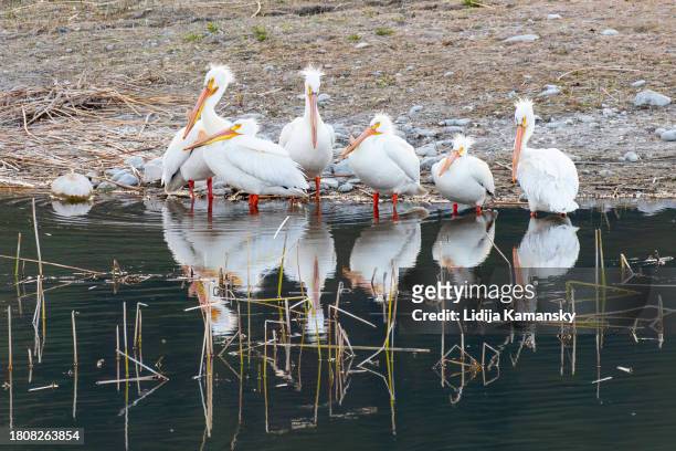 pelican pod - methow valley stock pictures, royalty-free photos & images