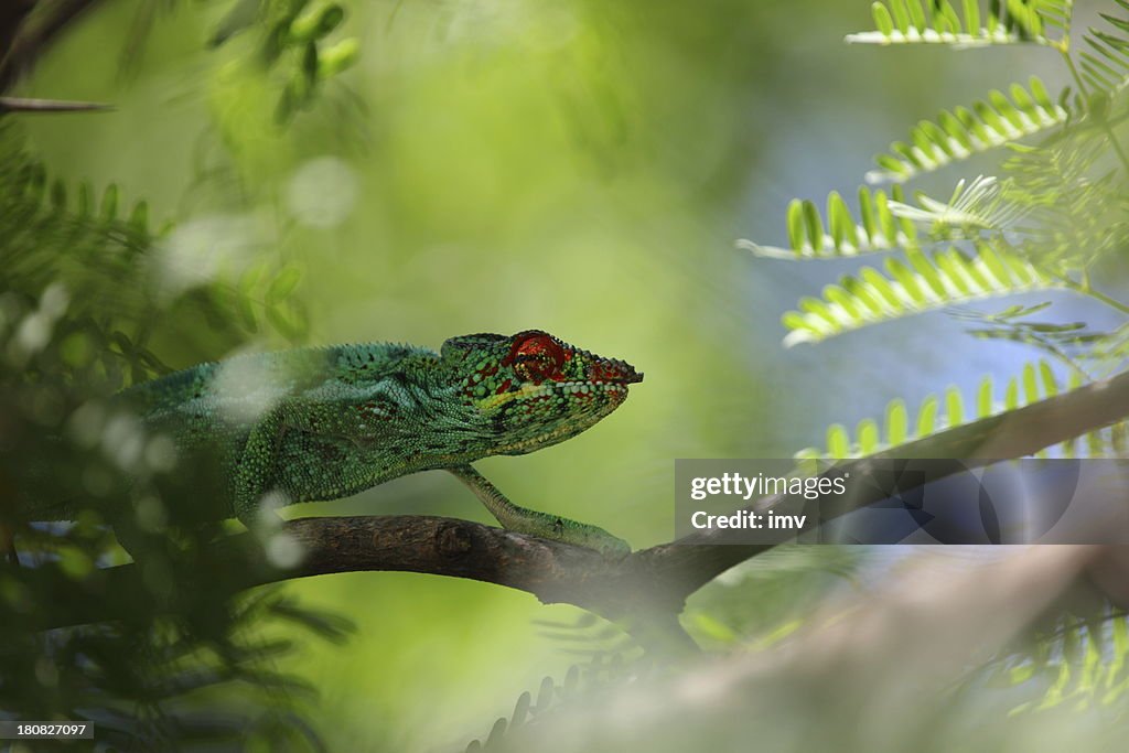 Panther chameleon (Furcifer pardalis)