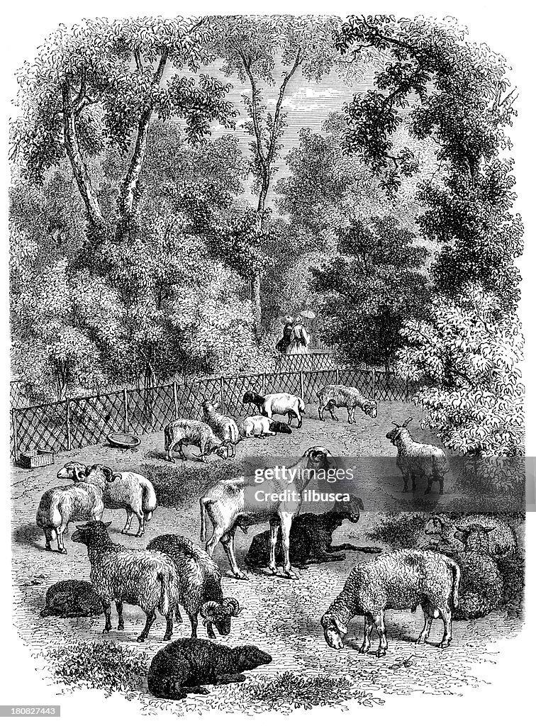 Antique illustration of sheep in natural history museum