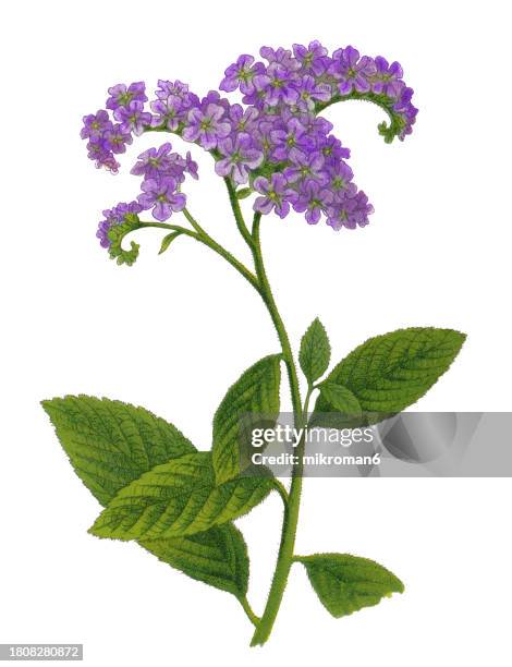 250 Heliotrope Color Stock Photos, High-Res Pictures, and Images