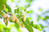 White mulberry's