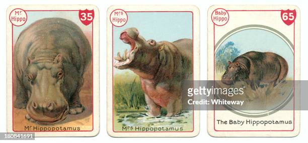three hippopotamus playing cards victorian animal families game - hippopotamus stock illustrations