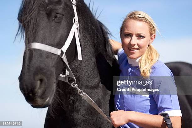 he's our number one show horse! - friesian horse stock pictures, royalty-free photos & images