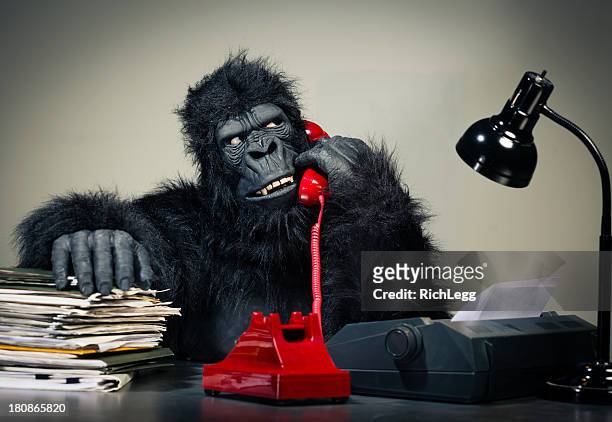 gorilla businessman - office monkey stock pictures, royalty-free photos & images