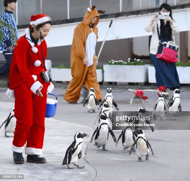 Penguins walk with an aquarium worker dressed as Santa Claus in a holiday season event at Yokohama Hakkeijima Sea Paradise in Kanagawa Prefecture,...