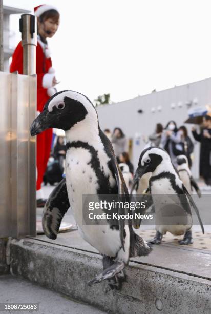 Penguins walk with an aquarium worker dressed as Santa Claus in a holiday season event at Yokohama Hakkeijima Sea Paradise in Kanagawa Prefecture,...