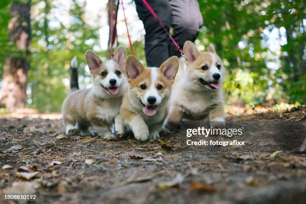dog walk in forest: three corgi puppies same time at leash - lead time stock pictures, royalty-free photos & images