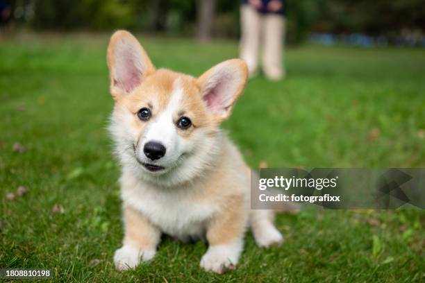 fluffy pembroke welsh corgi puppy sits on a meadow - pembroke welsh corgi stock pictures, royalty-free photos & images