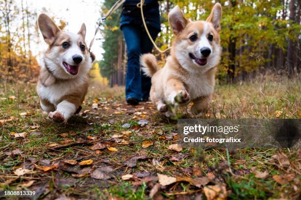 dog walk in forest: two corgi puppies same time at leash - trela de animal de estimação imagens e fotografias de stock
