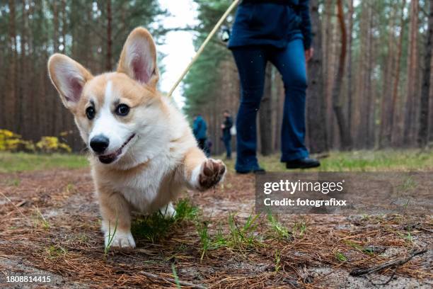 dog walk in forest with fluffy corgi puppy - pembroke welsh corgi stock pictures, royalty-free photos & images