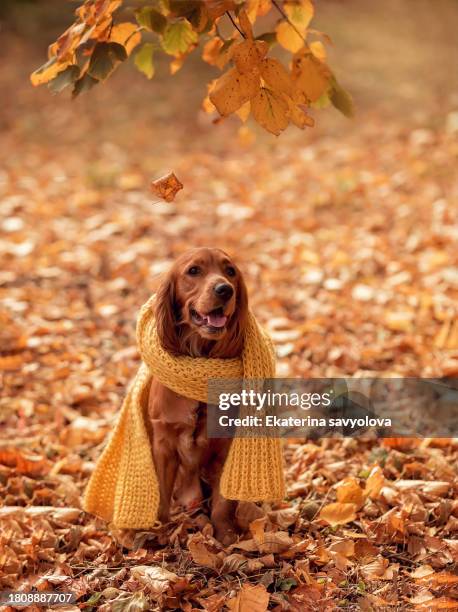 a spaniel in a yellow scarf on the background of autumn leaves in the park. - dog sitting down stock pictures, royalty-free photos & images