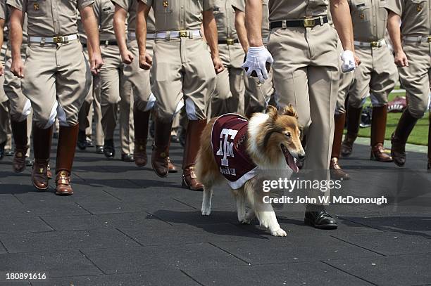 View of Texas A&M Corps of Cadets marching on field with mascot Reveille VIII, a Rough Collie dog, before game vs Alabama at Kyle Field. College...
