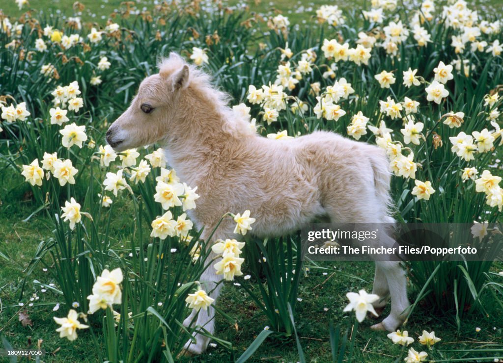 A Palomino Falabella Foal At Kilverstone Wildlife Park