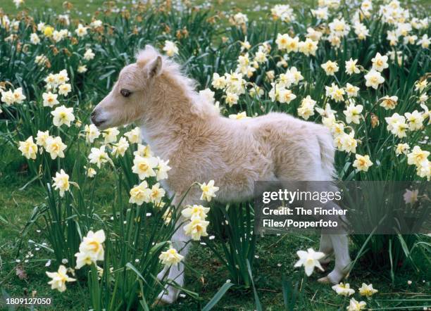 Palomino falabella foal in a field of daffodils at Kilverstone Wildlife Park in Norfolk, circa 1980.