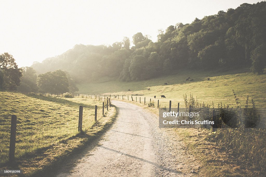 Path at Woodchester in the morning