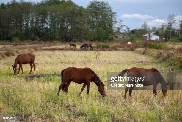 Caspian miniature horses are grazing in one of their main habitats in Gilan Province, Iran, on October 19, 2012. Known as the Iranian horse or the...
