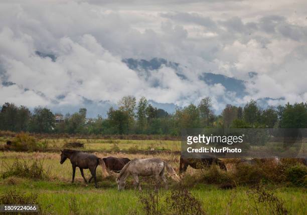 Small herd of Caspian miniature horses is grazing in one of their main habitats in Gilan Province, Northern Iran, on October 19, 2012. Known as the...