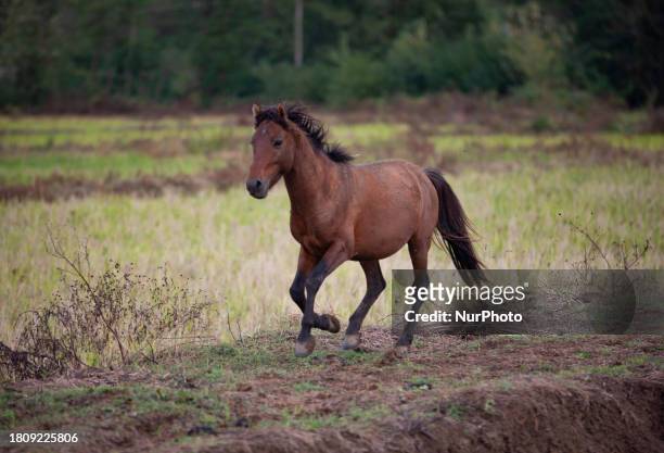 Caspian miniature horse is galloping along an area in one of its main habitats in Gilan Province, Iran, on October 19, 2012. Known also as the...