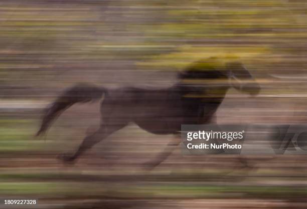 Caspian miniature horse is galloping in a garden near the city of Karaj, 45km northwest of Tehran, on February 26, 2009. Known also as the Iranian...