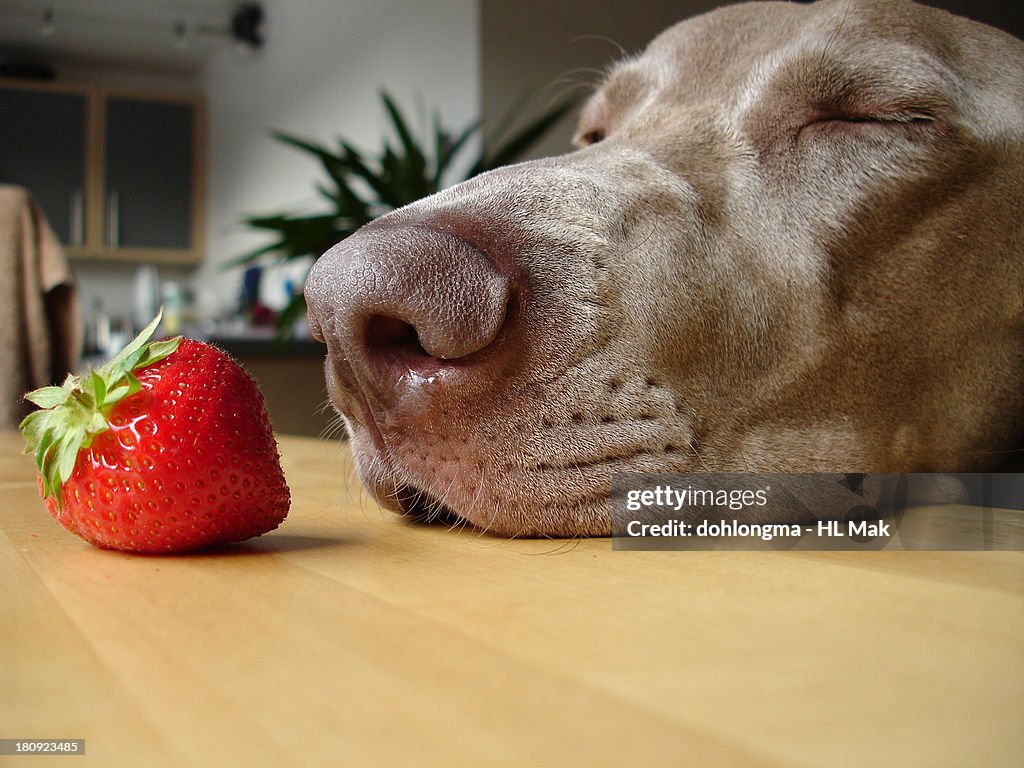 Dog sniffing strawberry